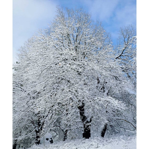California, Cleveland NF Snow-covered trees
